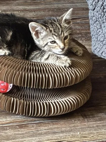 A baby small-sized female Domestic Short Hair cat named Abby Cadabby for adoption in Hobart, IN