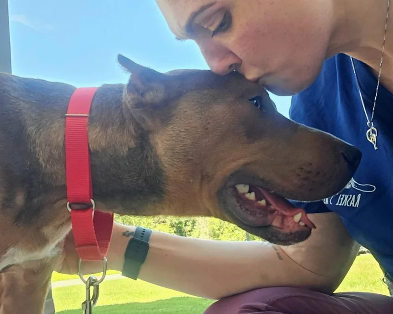 An adult large-sized male Pit Bull Terrier dog named Rambo for adoption in Hartsville, SC