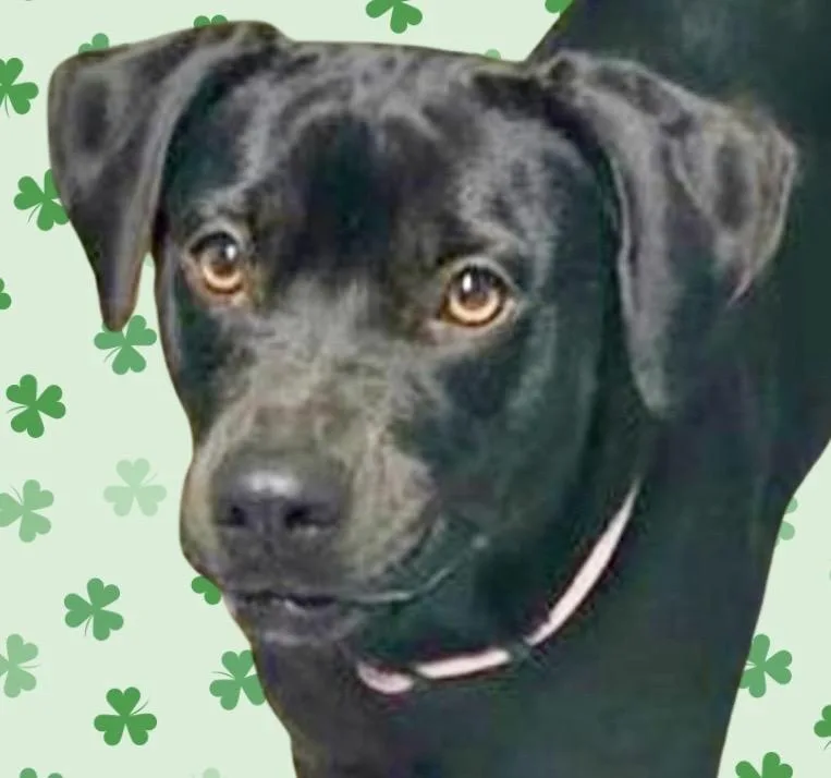 An adult medium-sized female Black Black Labrador Retriever dog named Birdie for adoption in Westfield, NY