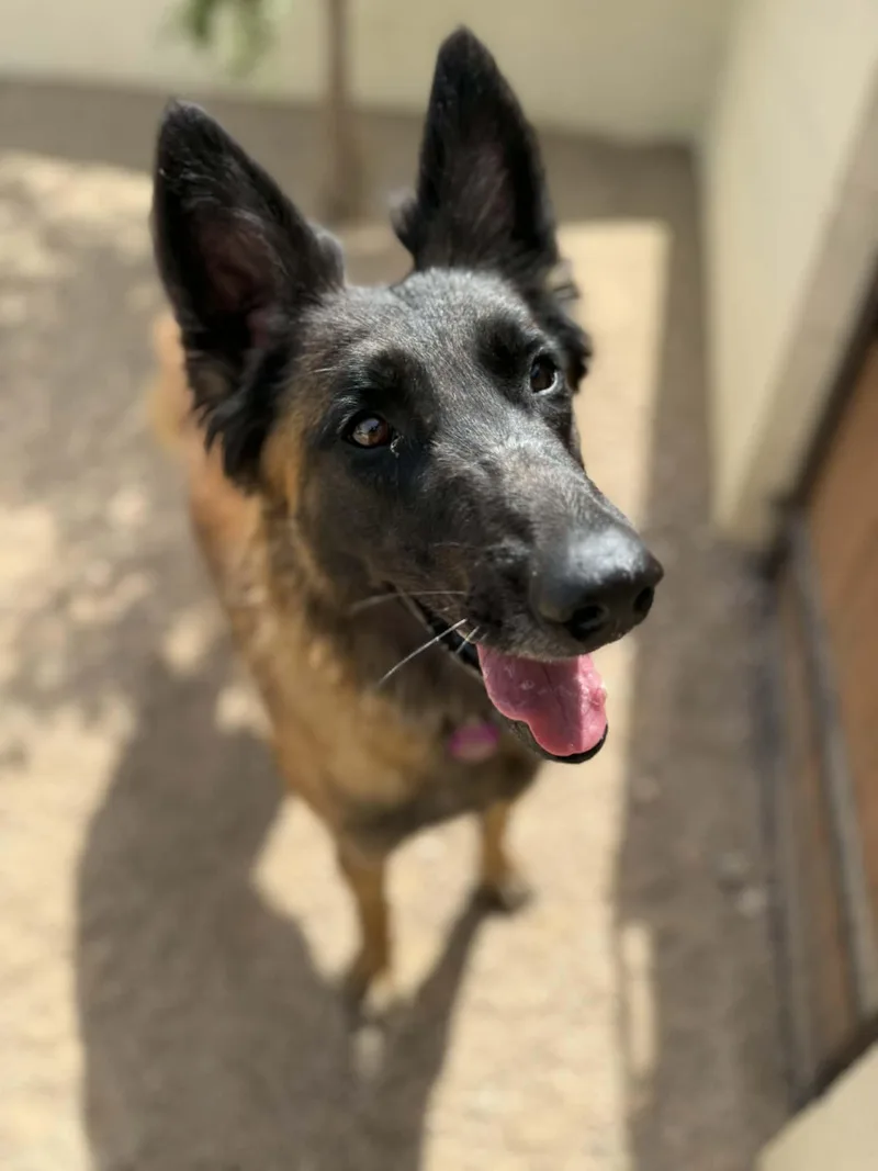 A young large-sized female Golden Belgian Shepherd / Malinois dog named Gabby for adoption in Glendale, AZ