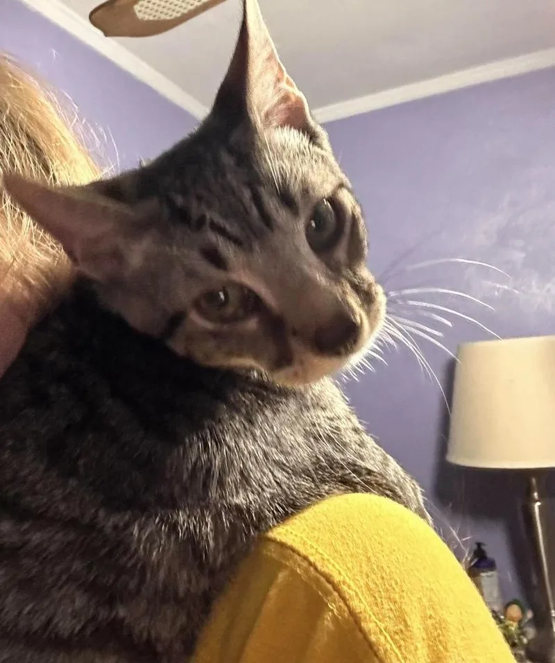 A baby small-sized male Brown / Chocolate Domestic Short Hair cat named Goose for adoption in Virginia Beach, VA