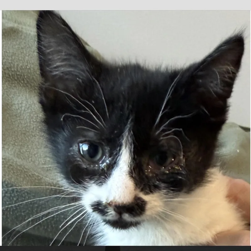 A baby medium-sized male Black & White / Tuxedo Domestic Short Hair cat named Alabama for adoption in Palatine, IL