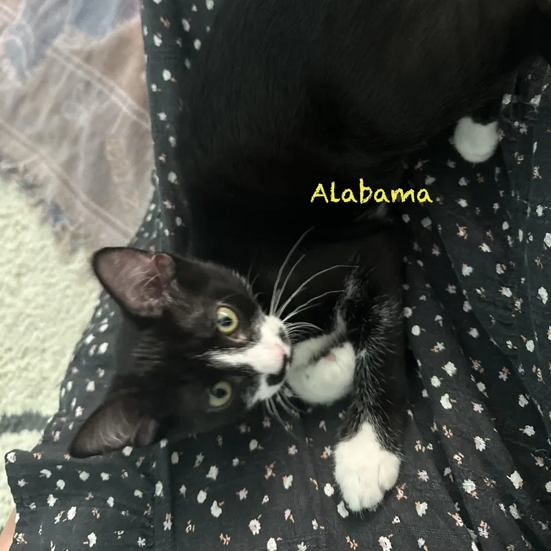 Alabama thumbnail 2