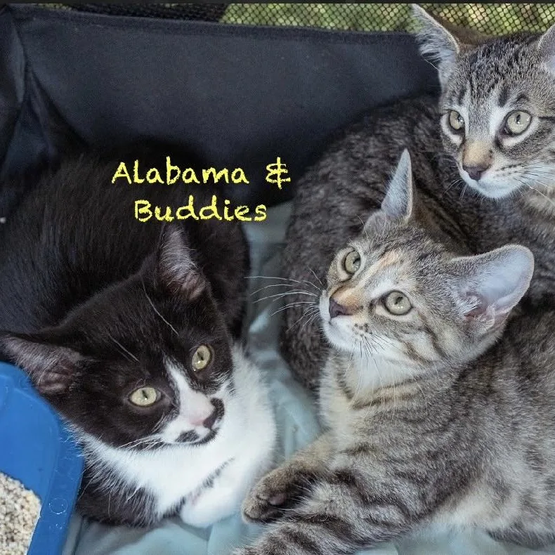 Alabama thumbnail 3