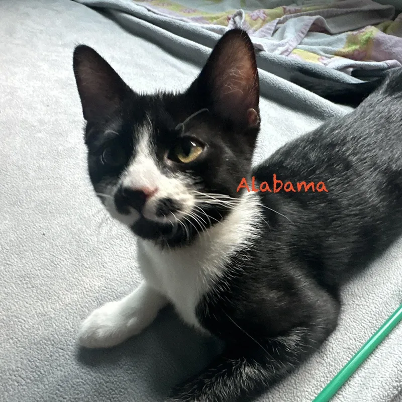 Alabama thumbnail 4