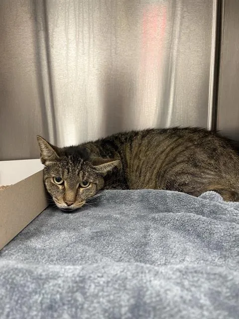 An adult medium-sized male Domestic Short Hair cat named Stellar for adoption in Indianapolis, IN