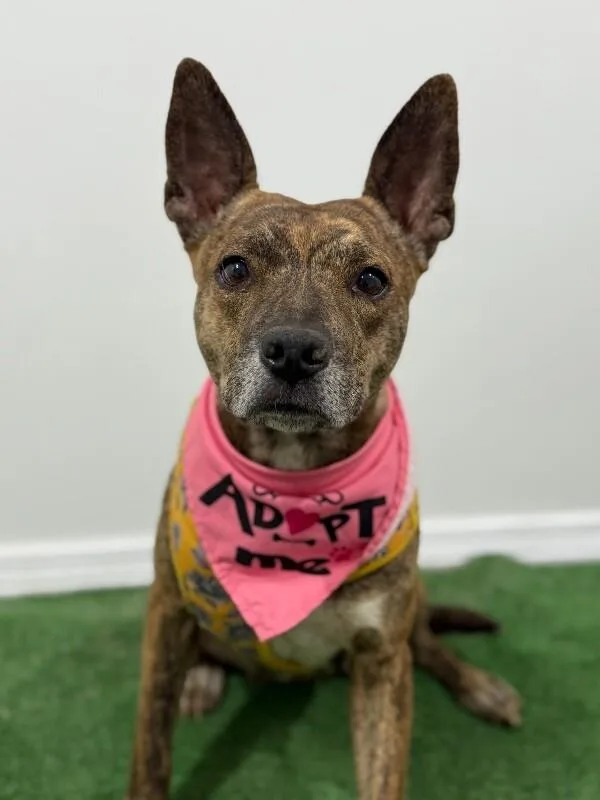 A young medium-sized female Brindle Dutch Shepherd dog named Salma for adoption in Carlsbad, CA