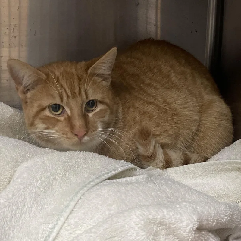 An adult large-sized male Domestic Short Hair cat named Lester for adoption in Canton, IL