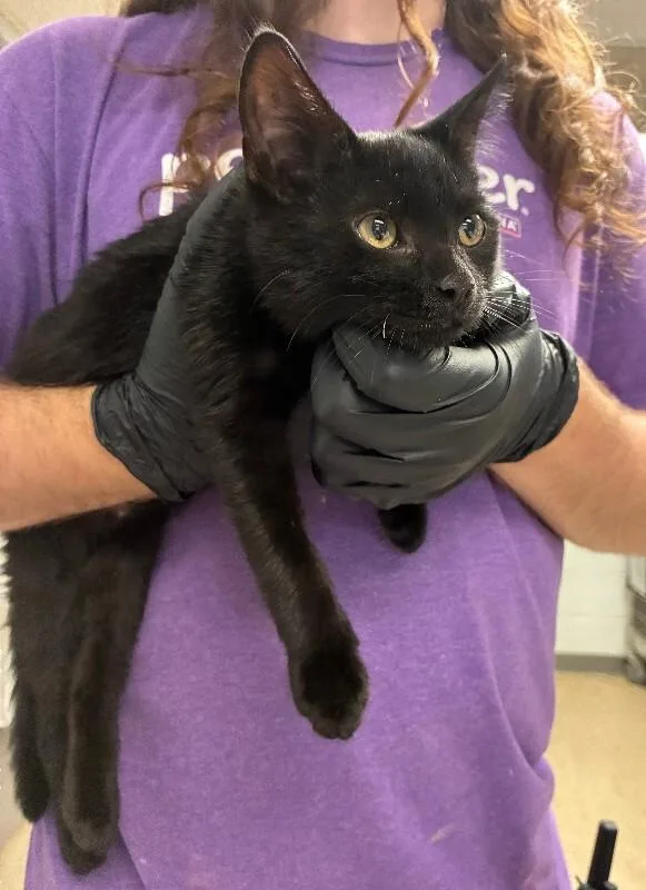 A young small-sized female Black Domestic Short Hair cat named Jenni for adoption in Cincinnati, OH