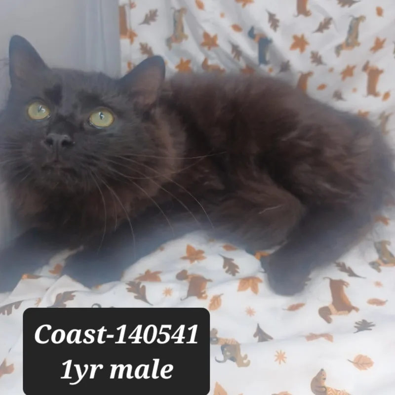 A young small-sized male Domestic Long Hair cat named Coast for adoption in New Tazewell, TN