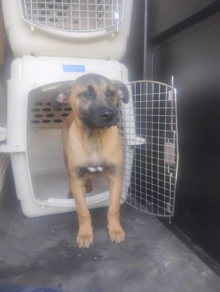 A baby medium-sized male Mixed Breed dog named Mozzarella for adoption in Jonesboro, AR