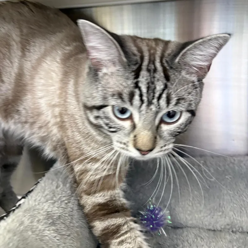A young medium-sized male Domestic Short Hair cat named Yin for adoption in Madisonville, TN