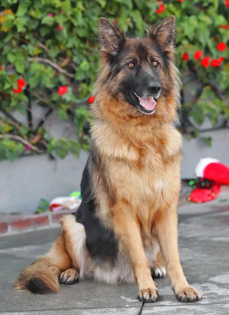 A young large-sized female Black German Shepherd Dog dog named Isabelle von Aichtal for adoption in Los Angeles, CA
