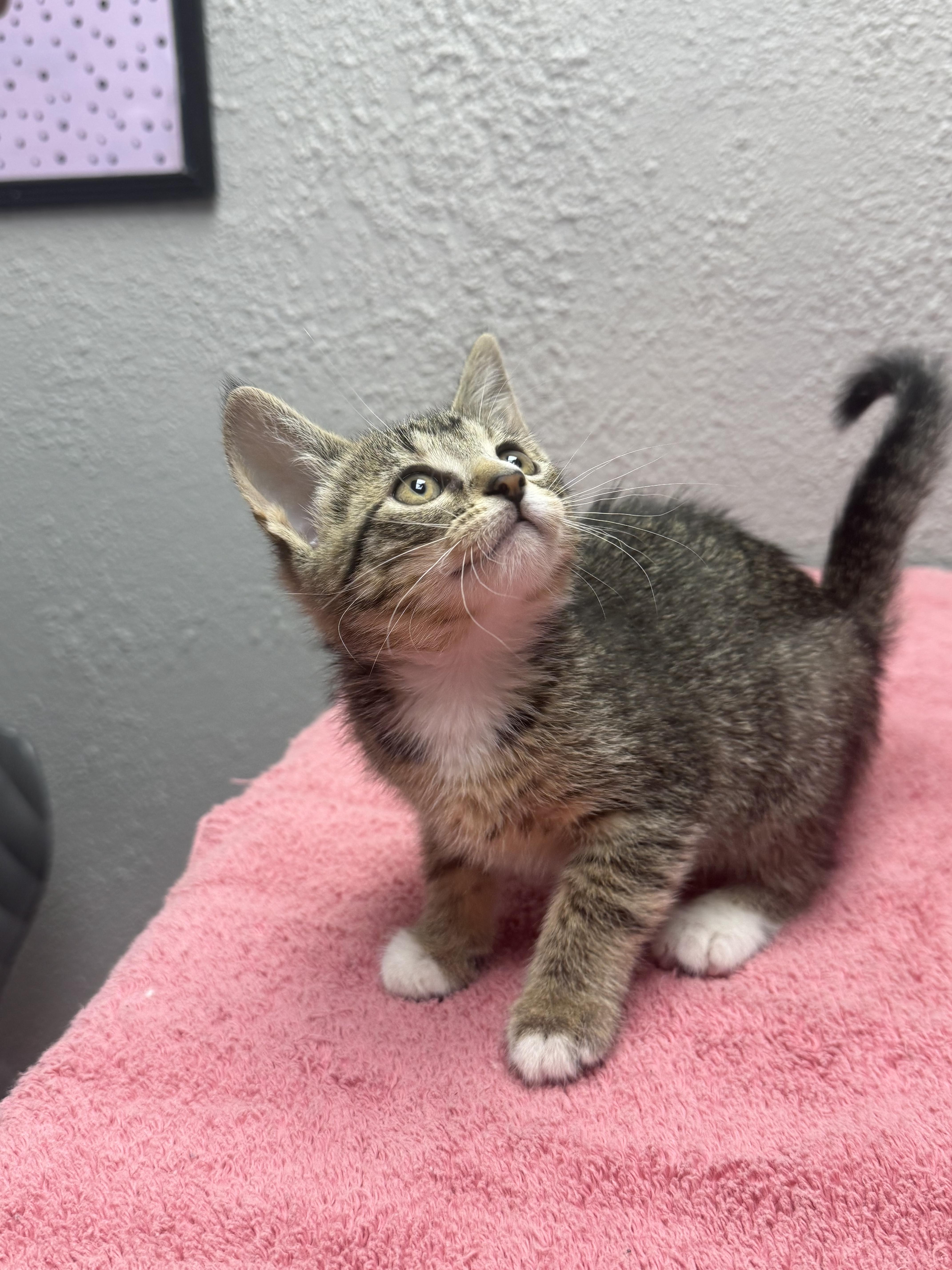 A baby medium-sized female Tabby (Brown / Chocolate) Domestic Short Hair cat named Peanut for adoption in Walker, MI
