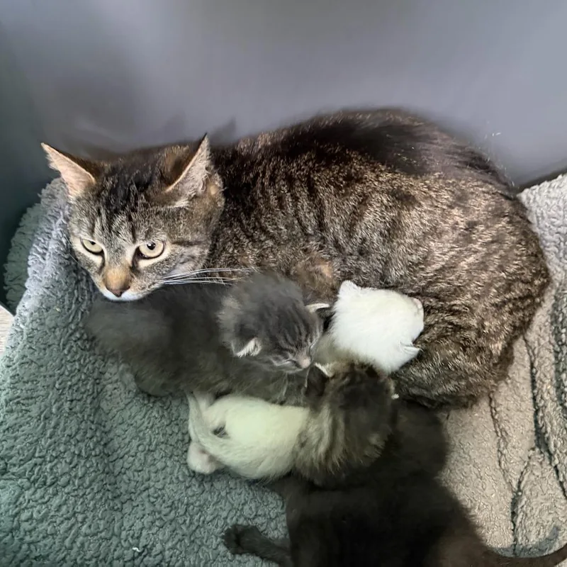 An adult medium-sized female Brown / Chocolate Domestic Short Hair cat named Maine for adoption in Marion, VA