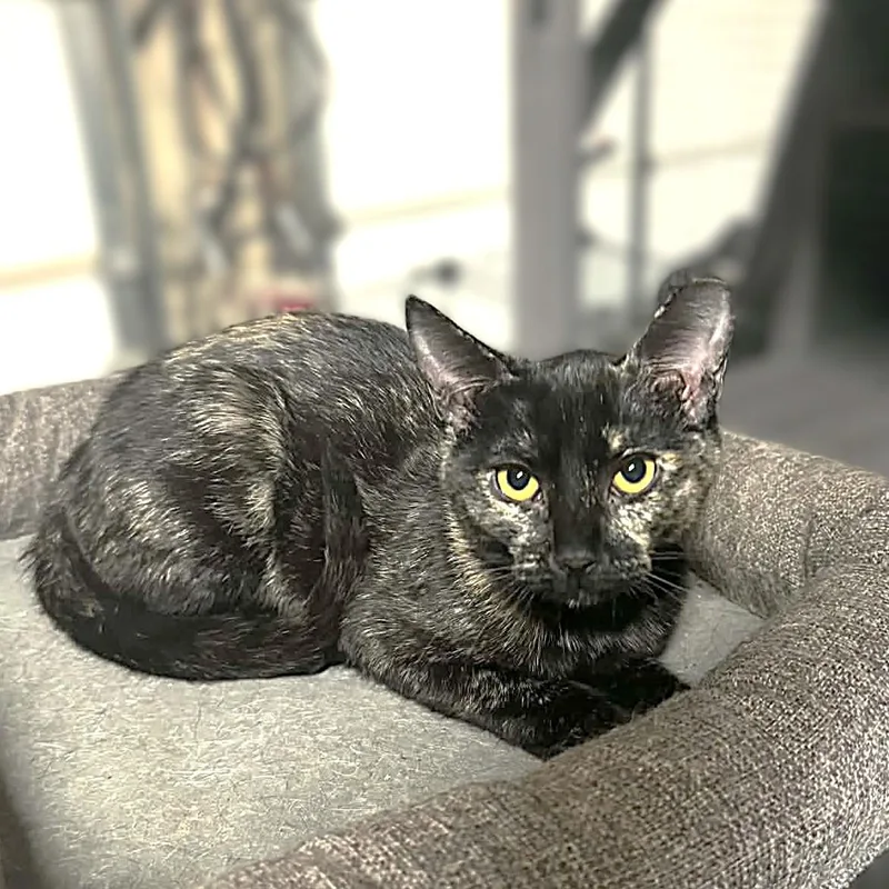 Freckles thumbnail 2