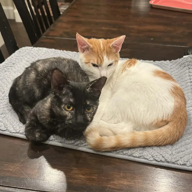 Freckles thumbnail 3