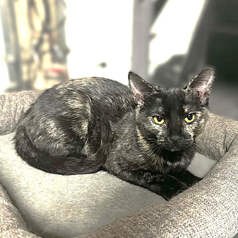 Freckles thumbnail 4