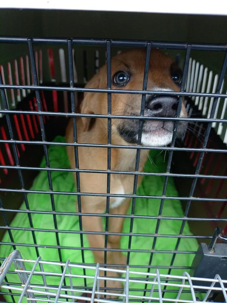 A baby small-sized male Terrier dog named Verbal for adoption in Saint Clairsville, OH