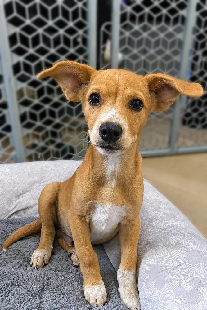A baby small-sized male Terrier dog named Barley for adoption in Los Angeles, CA