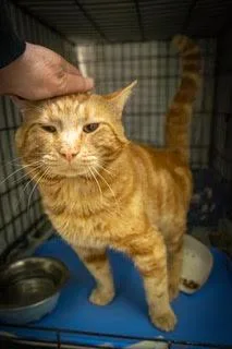 An adult large-sized male Tabby cat named Queso for adoption in Greenville, DE