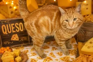 Queso thumbnail 3