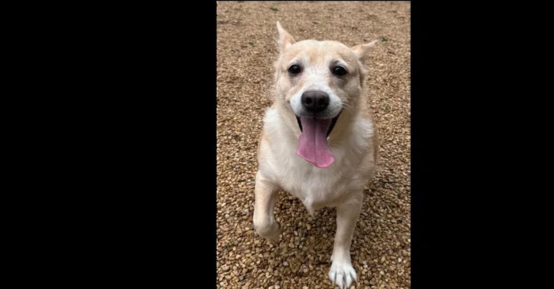 A senior medium-sized female Australian Cattle Dog / Blue Heeler dog named Penny for adoption in Dallas, TX