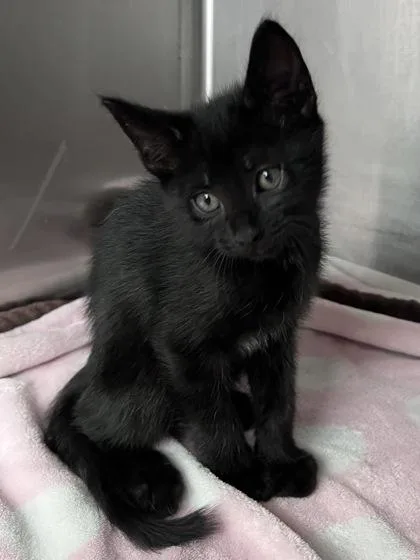 A baby small-sized male Domestic Short Hair cat named Mika for adoption in Houston, TX