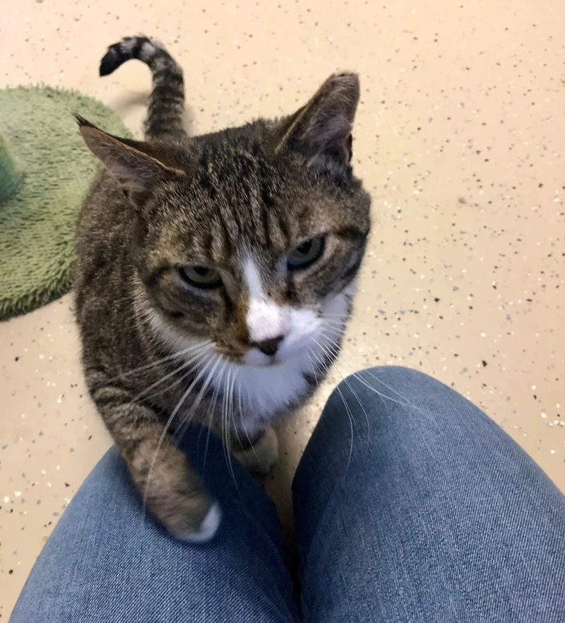 Kingsley thumbnail 2