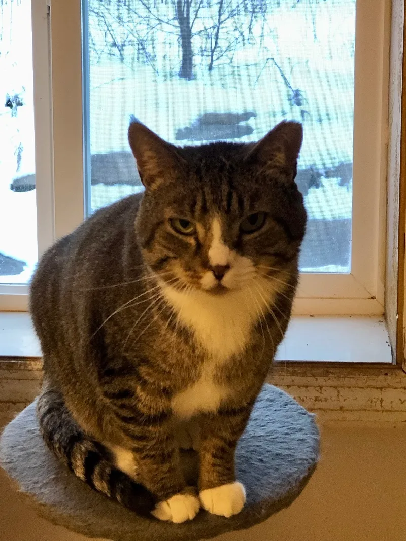 Kingsley thumbnail 3