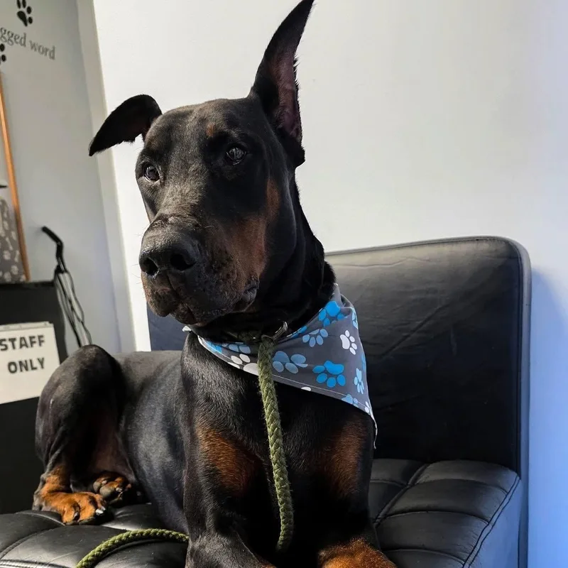 An adult large-sized male Doberman Pinscher dog named DobiWan Kenobi for adoption in Smithtown, NY