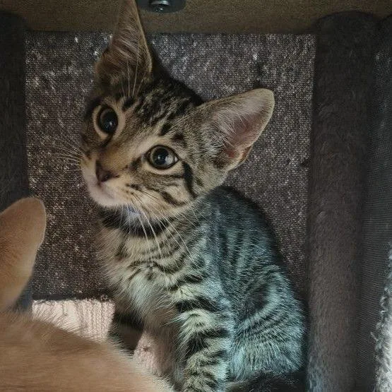 A baby small-sized male Brown / Chocolate Domestic Short Hair cat named Ricki for adoption in Middlebury, VT