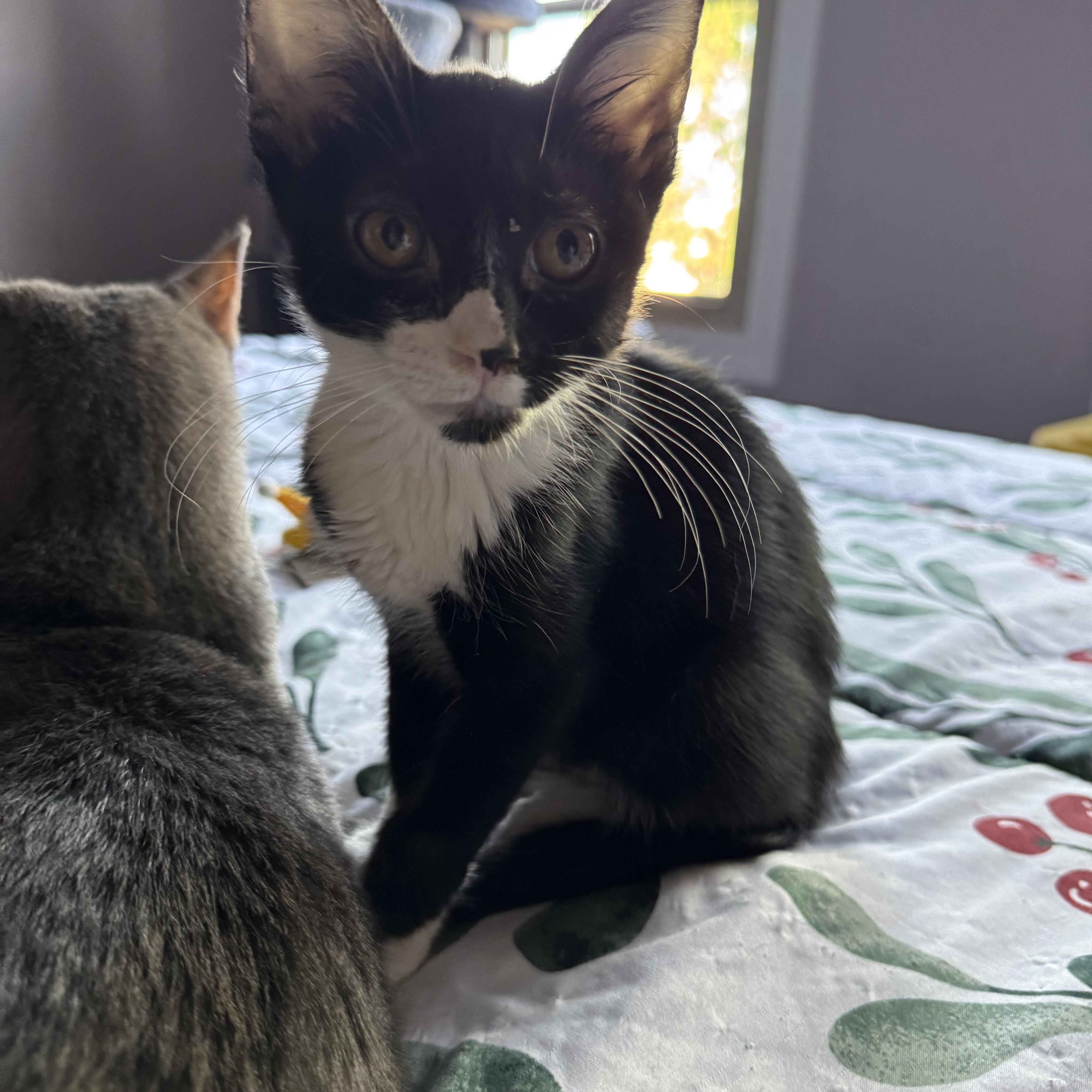A baby medium-sized male Black & White / Tuxedo Domestic Short Hair cat named Hector for adoption in Mokena, IL