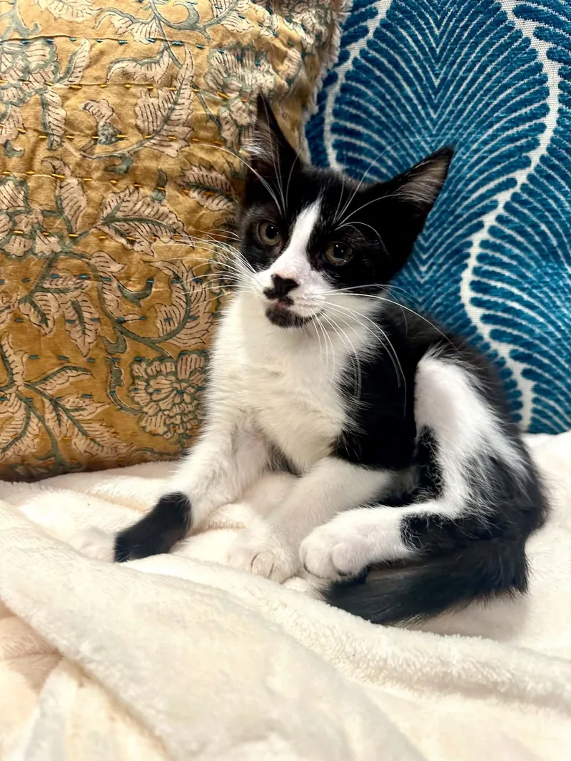 A baby medium-sized male Black & White / Tuxedo Domestic Short Hair cat named Theodore for adoption in Battle Creek, MI