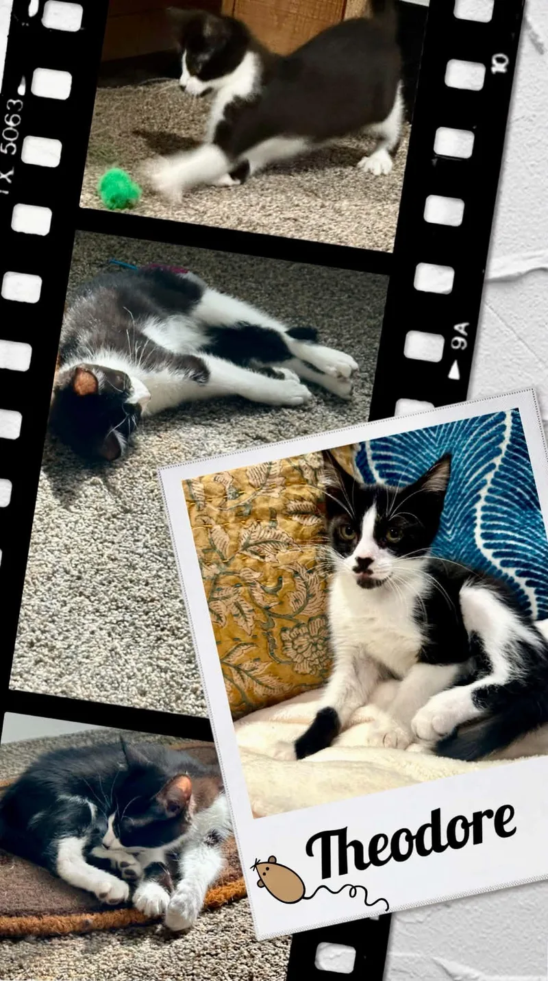 Theodore thumbnail 2