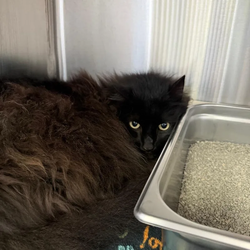 A senior large-sized male Black Domestic Long Hair cat named Baldie for adoption in Blairsville, GA