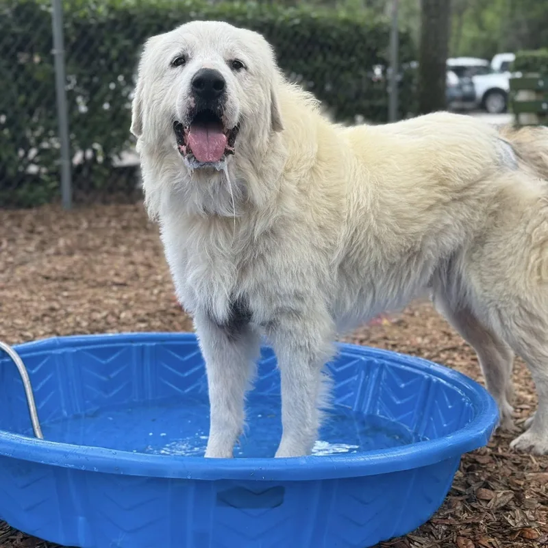 A senior extra large-sized male White / Cream Great Pyrenees dog named Kasper for adoption in St. Augustine, FL