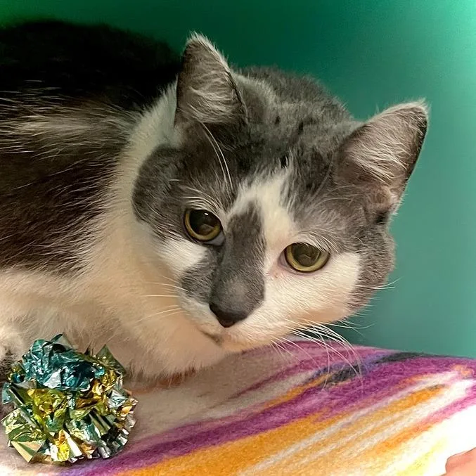 A senior large-sized female Gray / Blue / Silver Domestic Short Hair cat named Lil Sis for adoption in Owosso, MI