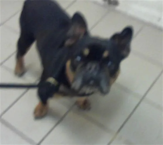 An adult small-sized male French Bulldog dog named Remo for adoption in Santa Maria, CA