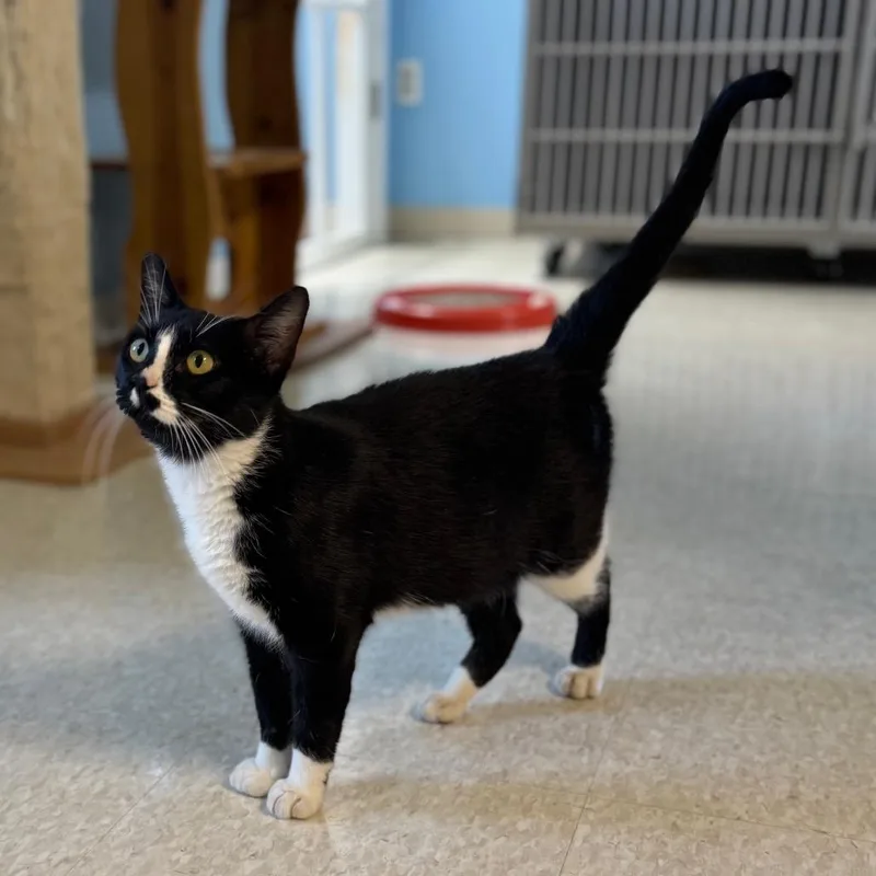 An adult medium-sized female Black Domestic Short Hair cat named Aura for adoption in Milford, IA