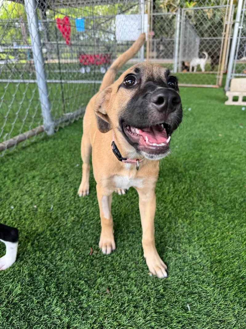 A baby medium-sized female Mixed Breed dog named Maya for adoption in Brooklyn, NY