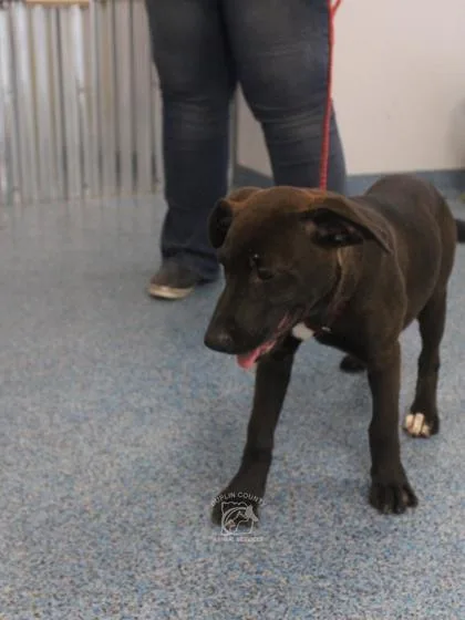A baby medium-sized female Labrador Retriever dog named Hera for adoption in Kenansville, NC