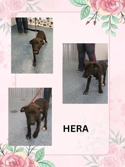 Hera thumbnail 3