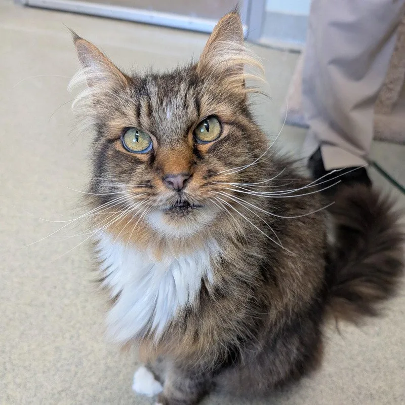 A senior medium-sized male Domestic Long Hair cat named Fin for adoption in New Castle, DE