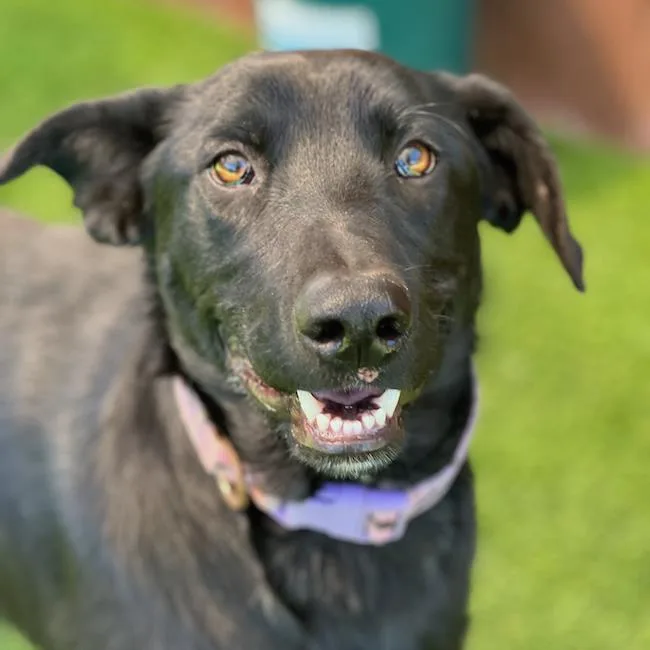 A young large-sized male Labrador Retriever dog named Charley for adoption in San Diego, CA