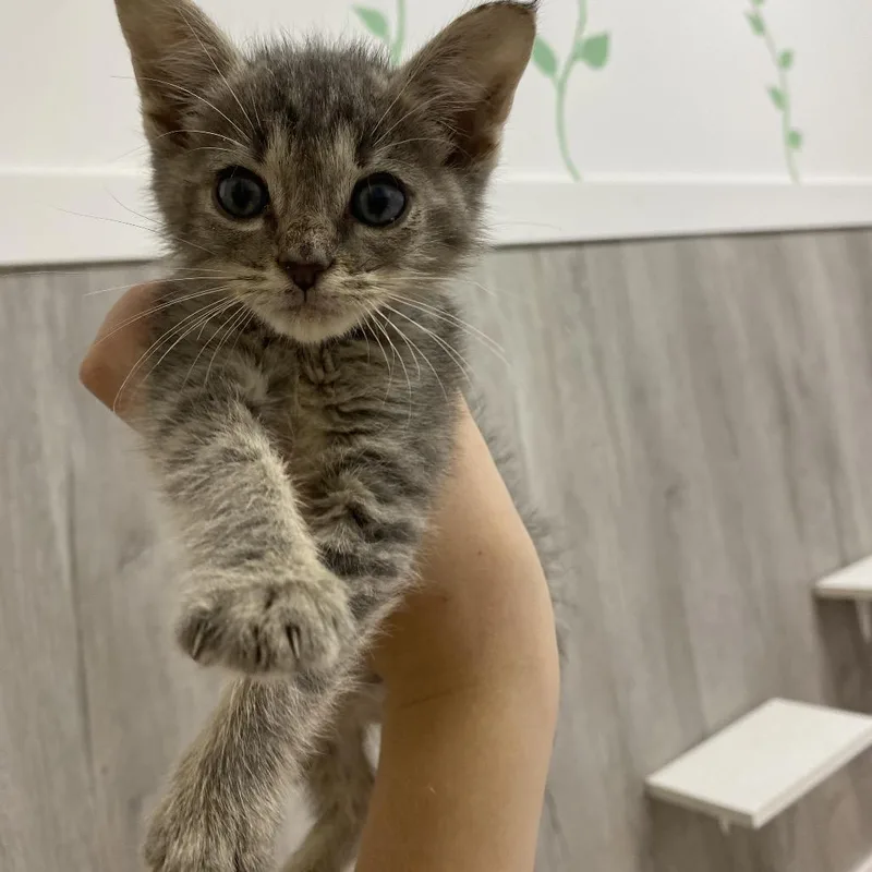 A baby small-sized male Gray / Blue / Silver Russian Blue cat named Peanut for adoption in Franklin, NC