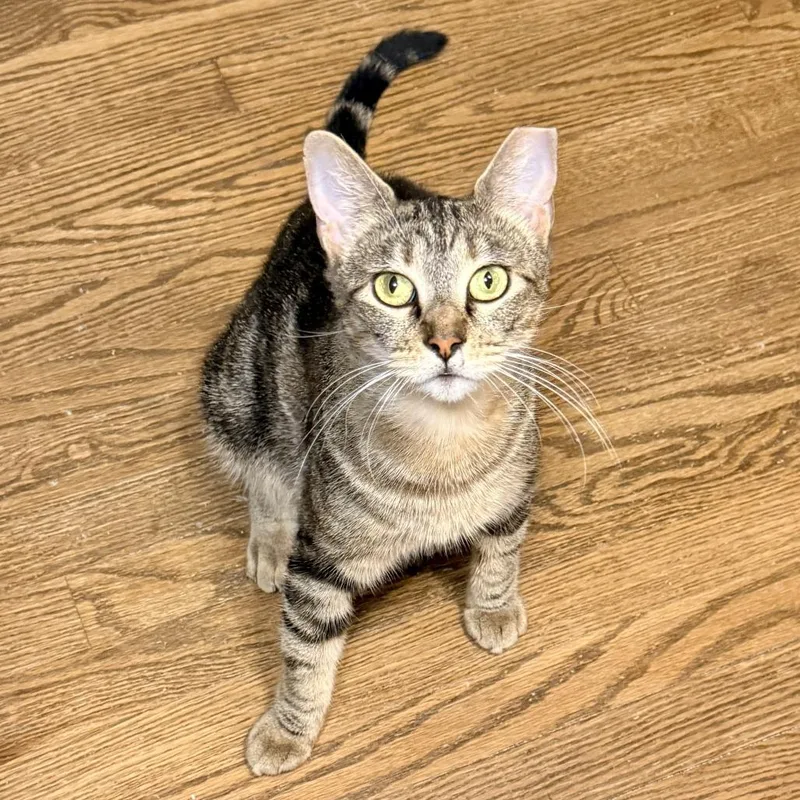 A young small-sized female Brown / Chocolate Domestic Short Hair cat named Samira for adoption in Los Angeles, CA