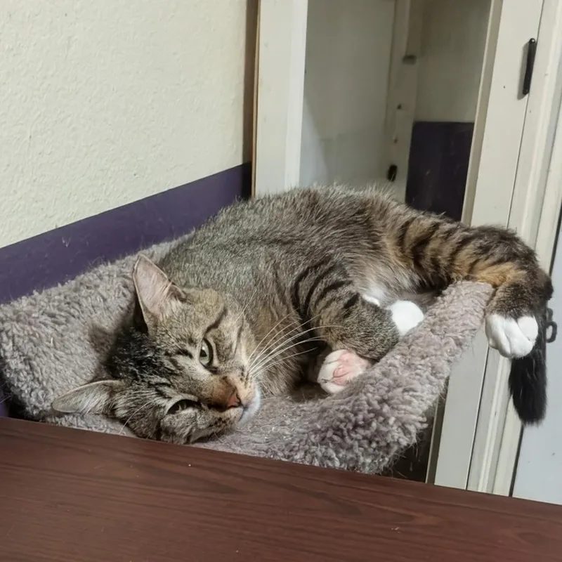 A young small-sized male Brown / Chocolate Domestic Short Hair cat named White Foot for adoption in Bulverde, TX