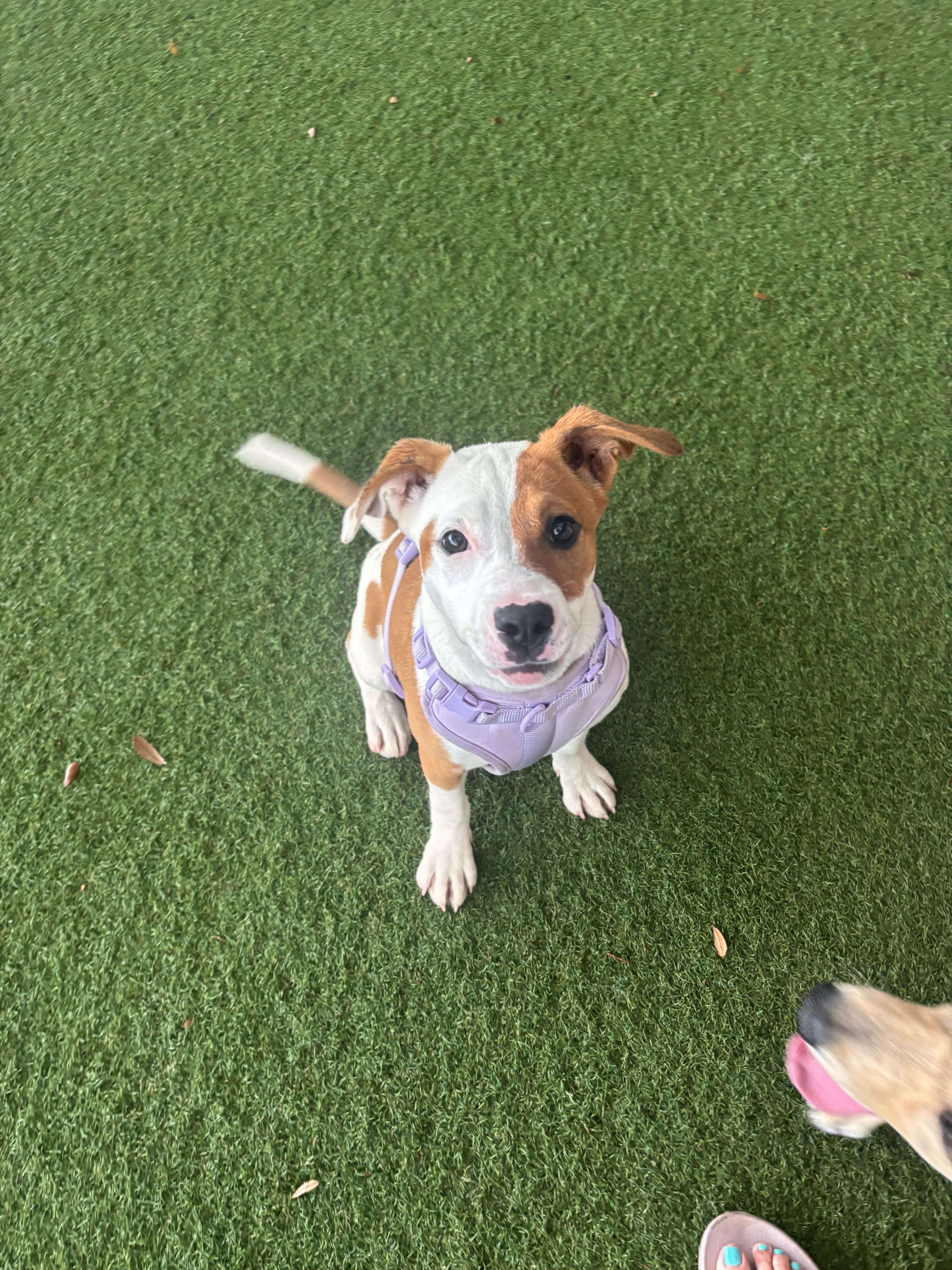 A baby large-sized female Mixed Breed dog named Elsie for adoption in tampa, FL