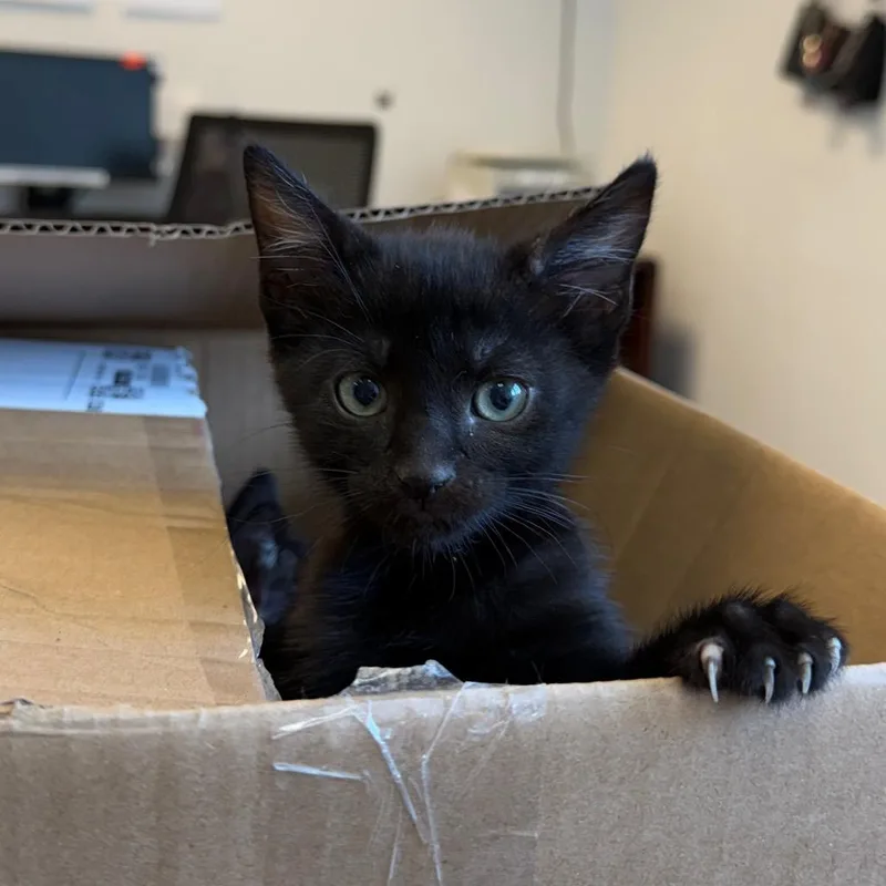 A baby small-sized male Black Domestic Short Hair cat named Goose for adoption in Austin, TX